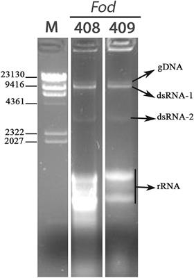 Frontiers Molecular and Biological Characterization of the First